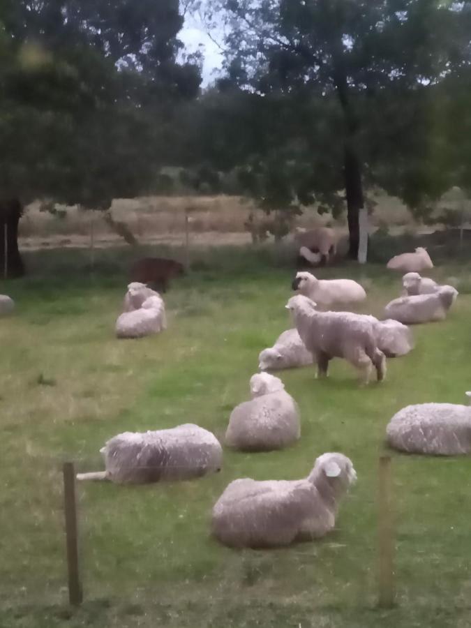 Pousada Do Pampa Jaguarão Eksteriør bilde